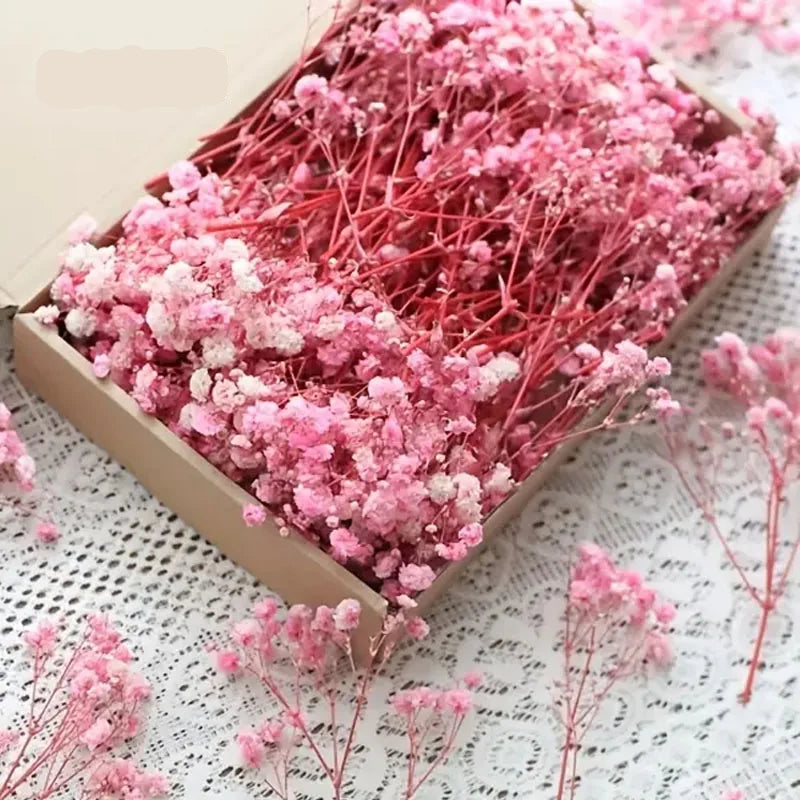 Mini Fleurs Séchées – Blanc