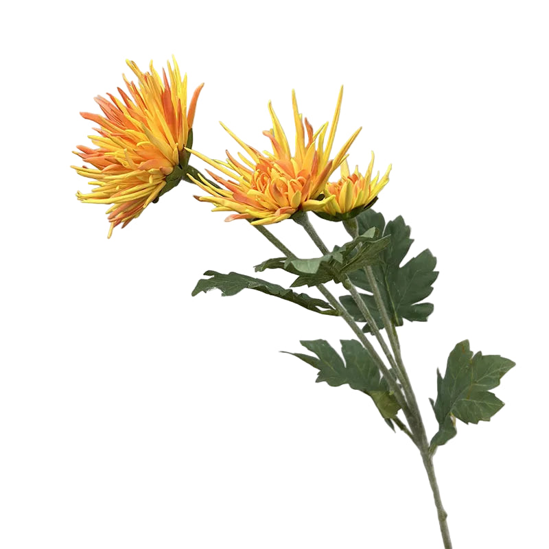 Tige de Chrysanthème "Araignée"