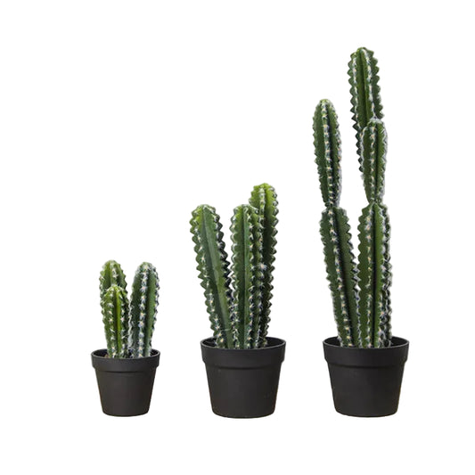 Cactus Cierge Modulable