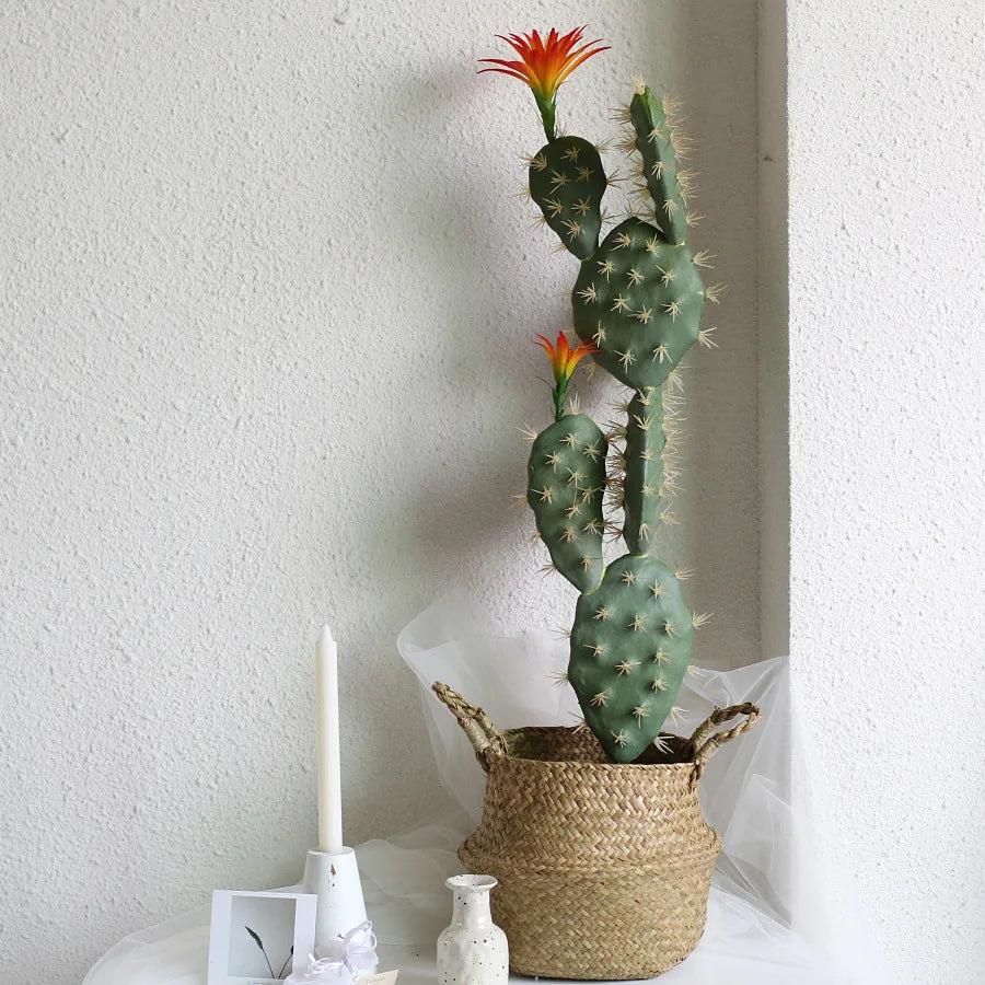 Cactus Opuntia Avec Fleurs