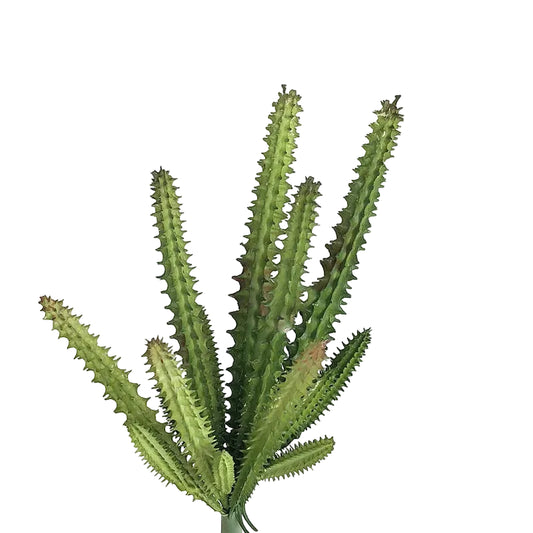 Cactus Haworthia