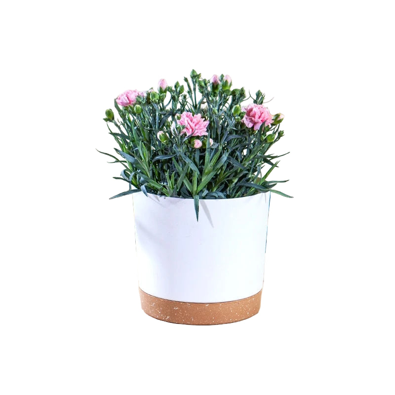 Pot en Céramique