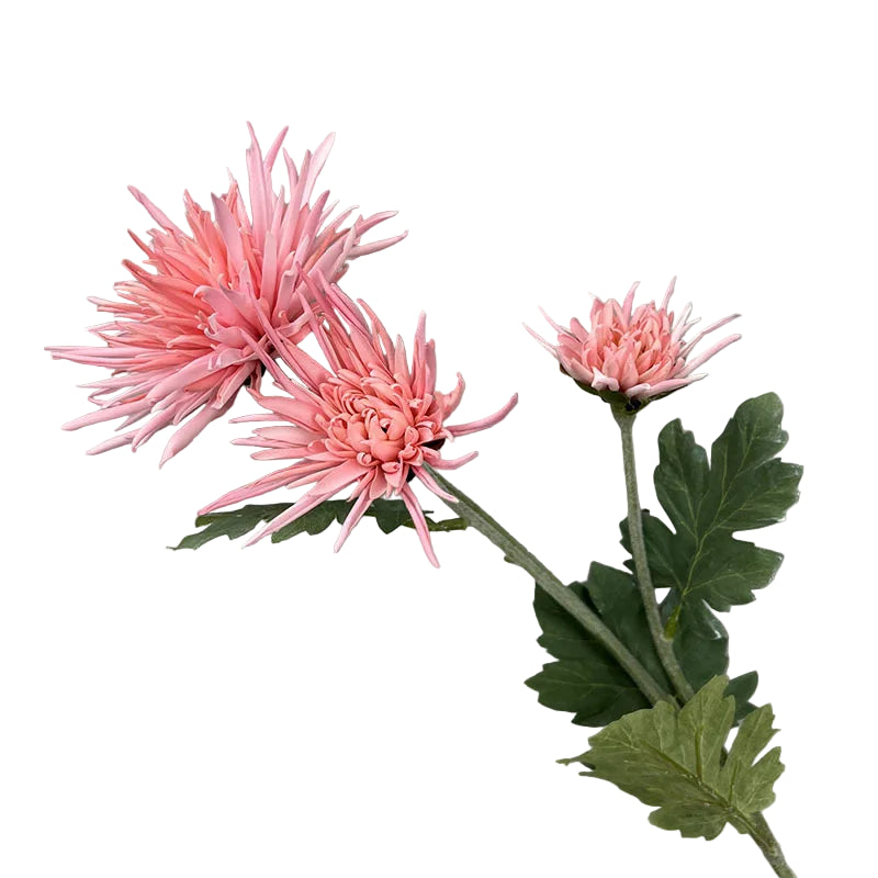 Tige de Chrysanthème "Araignée"