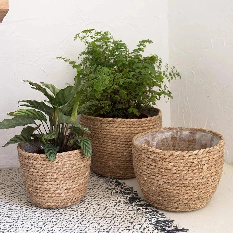 Two indoor plants in woven seagrass baskets and one empty basket on a patterned rug