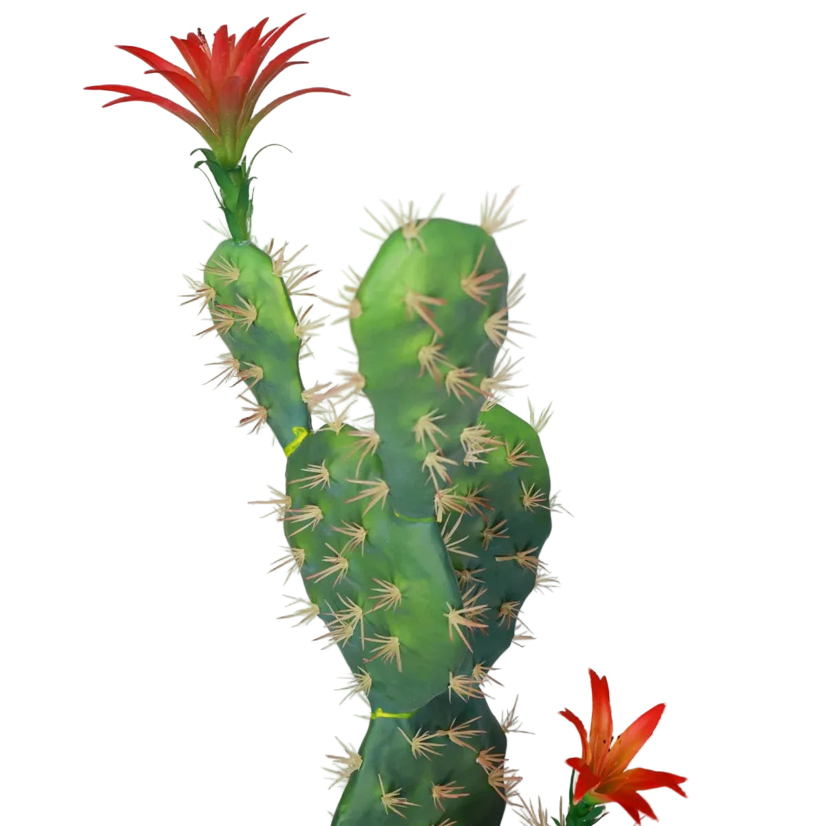 Cactus Opuntia Avec Fleurs