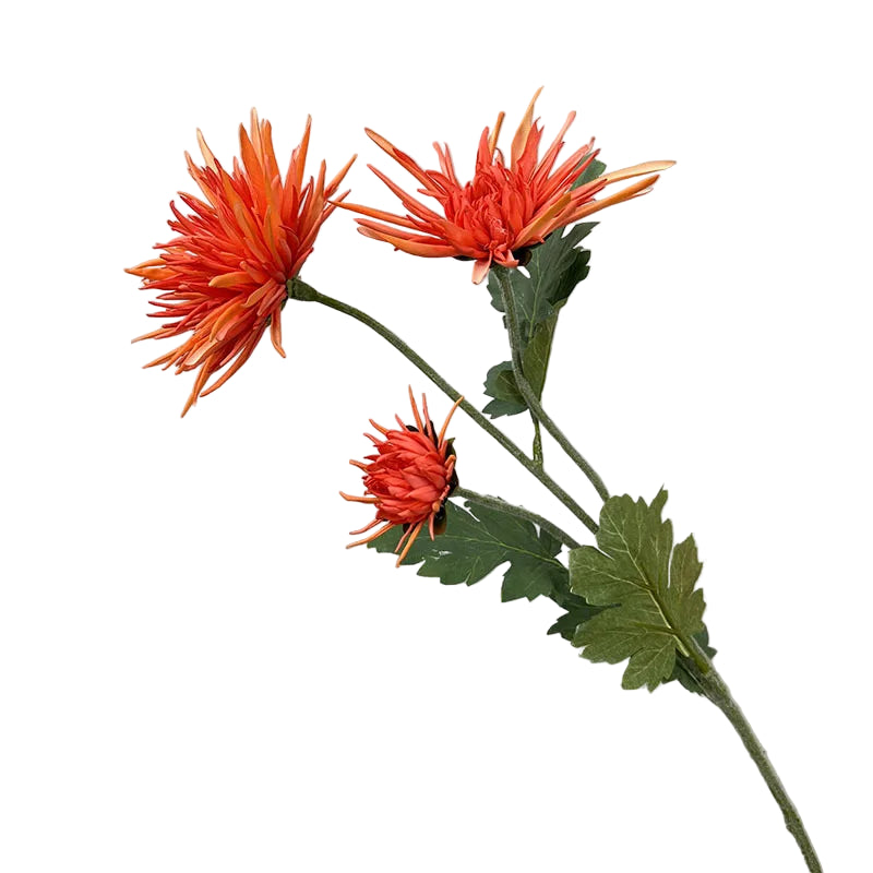 Tige de Chrysanthème "Araignée"