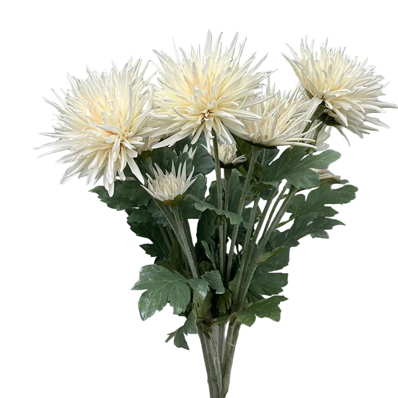 Tige de Chrysanthème "Araignée"