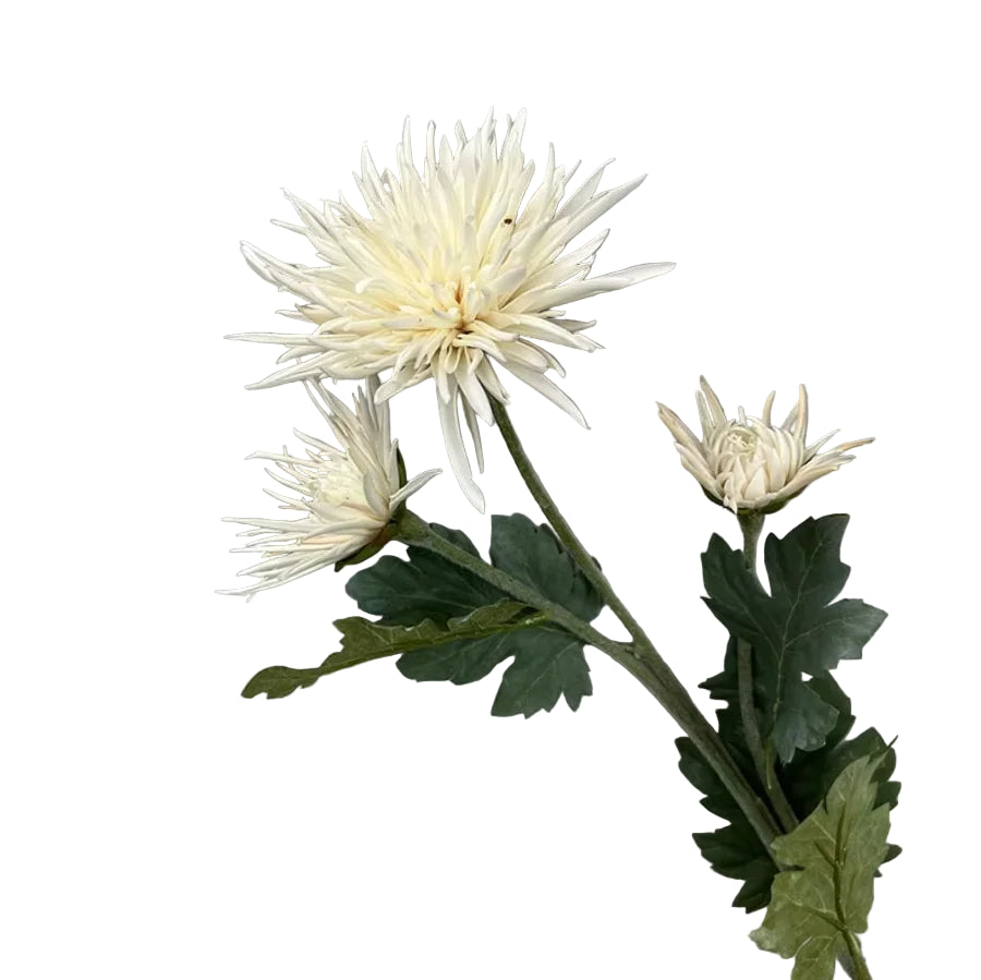Tige de Chrysanthème "Araignée"