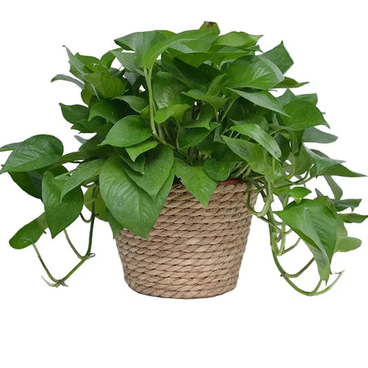 Lush green pothos plant in a woven basket, artificial houseplant decor