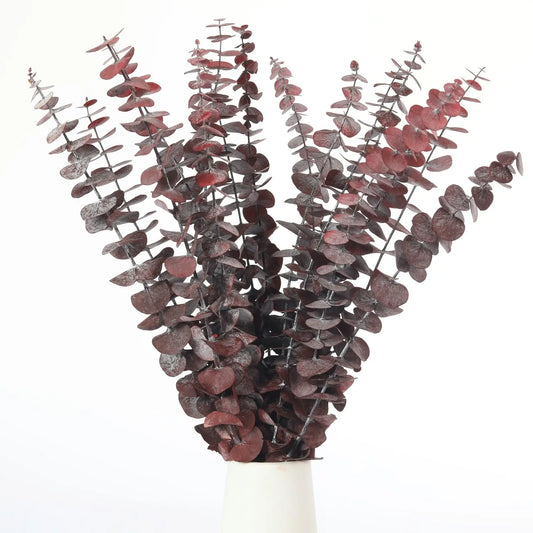Bouquet d’Eucalyptus Séché