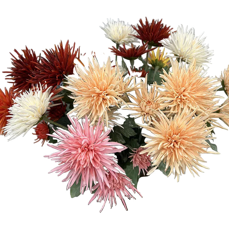 Tige de Chrysanthème "Araignée"